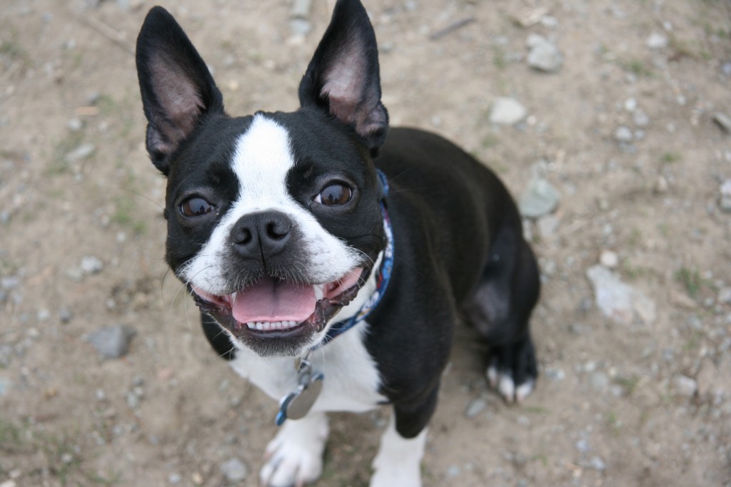 Boston Terrier - Razas de Perros - Blog Connect my Dog